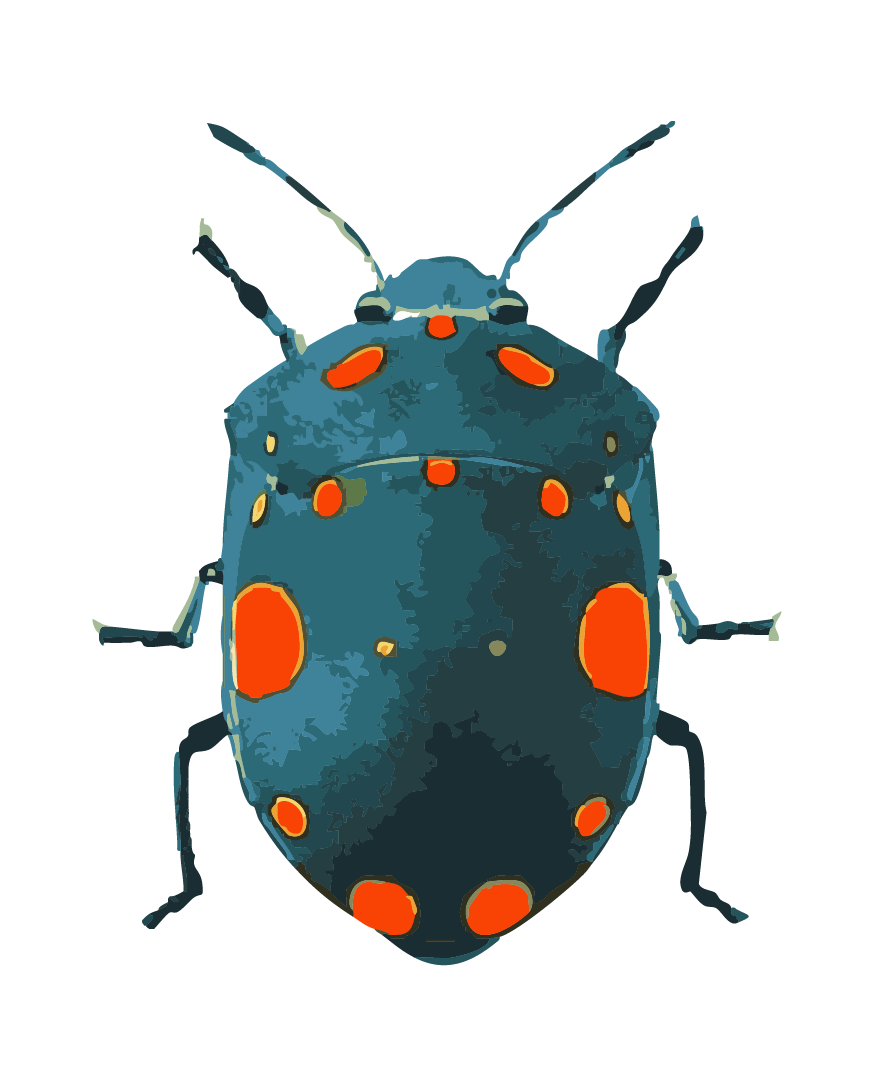 Bug