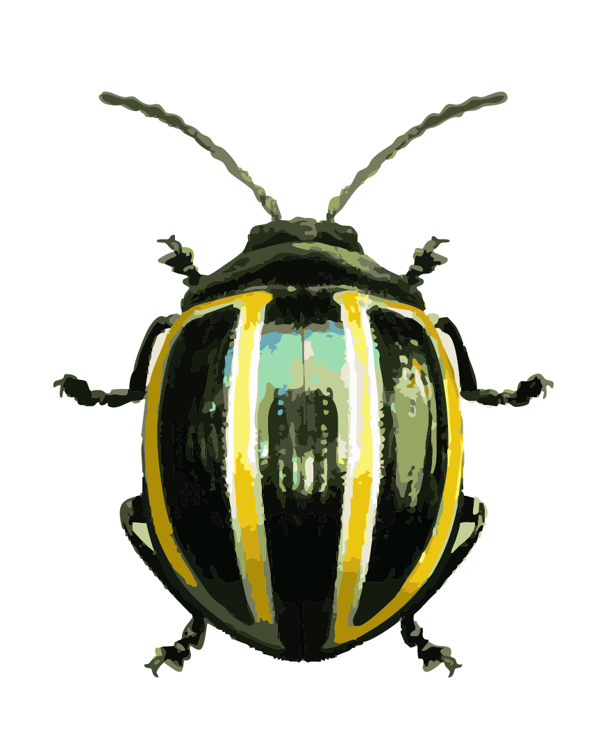 Bug