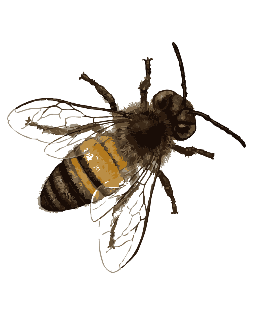 Bug