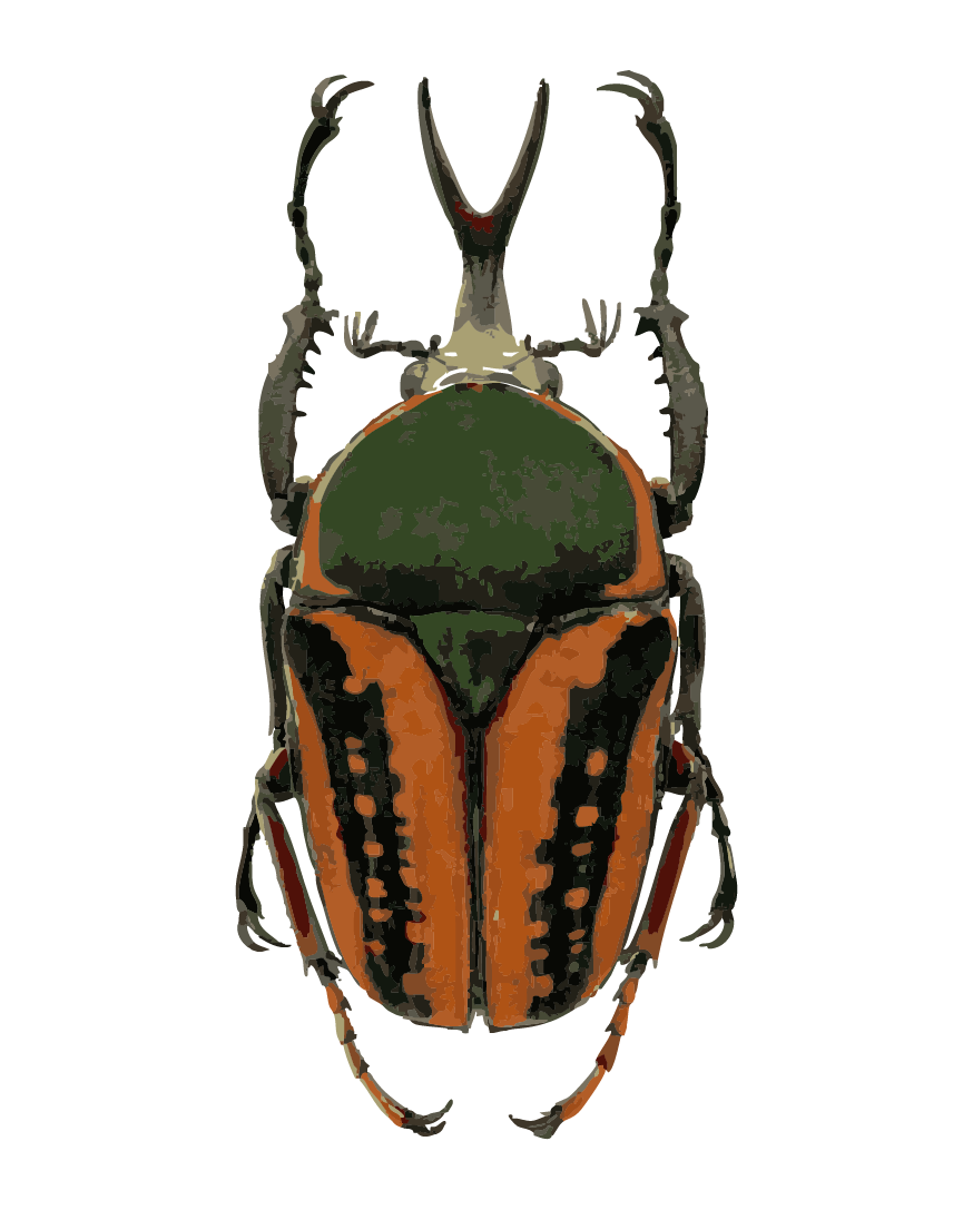 Bug