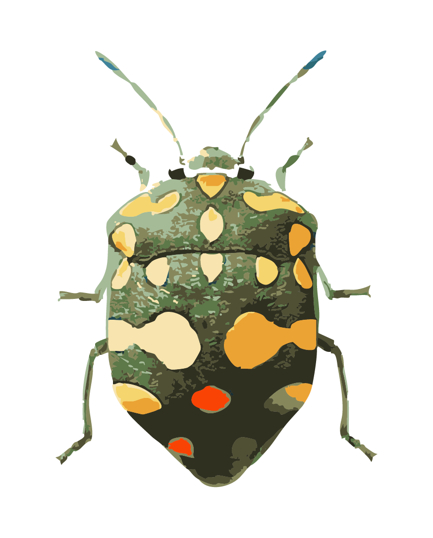 Bug